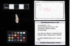 Foto (Objekt + Etikett) von Goniodromites bidentatus (Reuss, 1858)  (NHMW-GEO-2014-0194-0190)